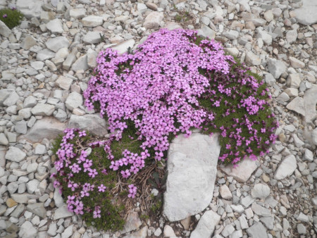 Silene acaulis